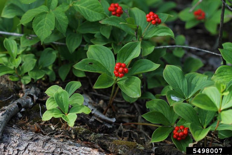 Flowers and leaves of a bunchberry dogwood.